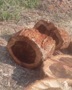The Importance of Professional Tree Trimming and Pruning