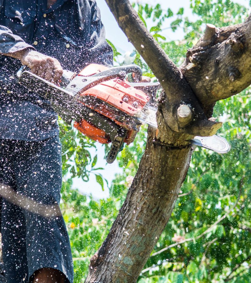 man uses chainsaw cut the tree